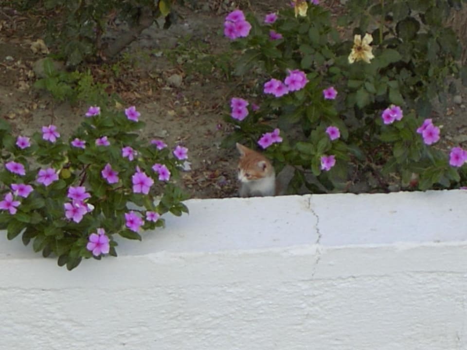 Katzenjunges Hotel Memphis Beach