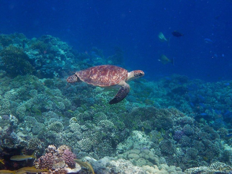 Meeresschildkröte Malikia Resort Abu Dabbab