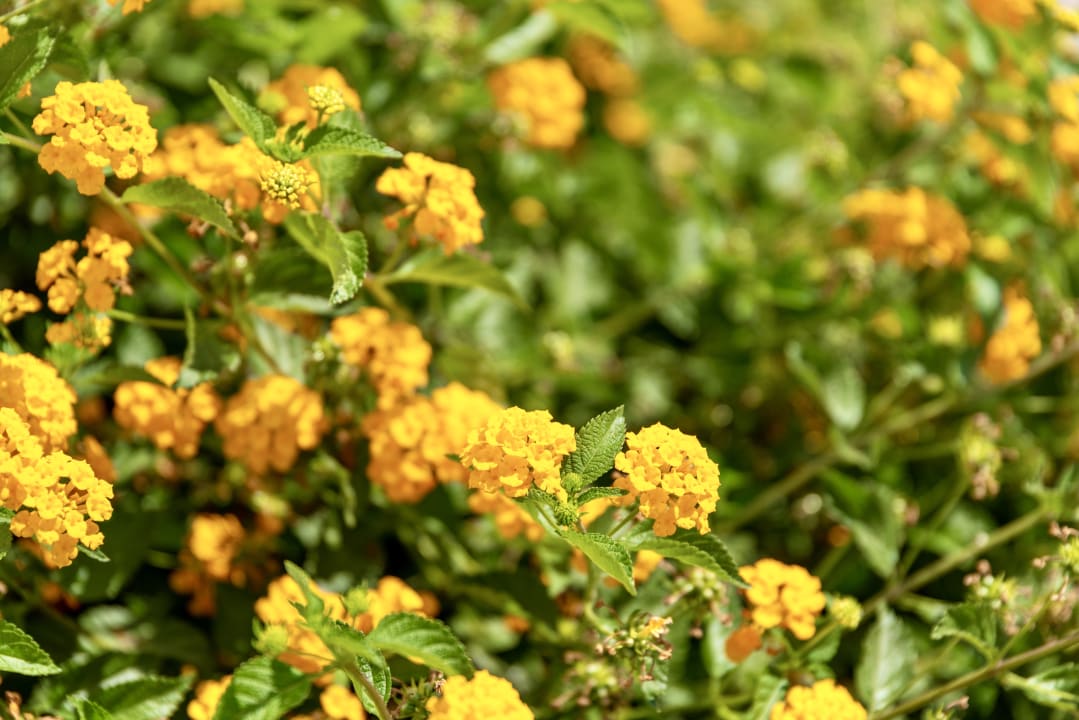 Gartenanlage Plaza Beach Hotel