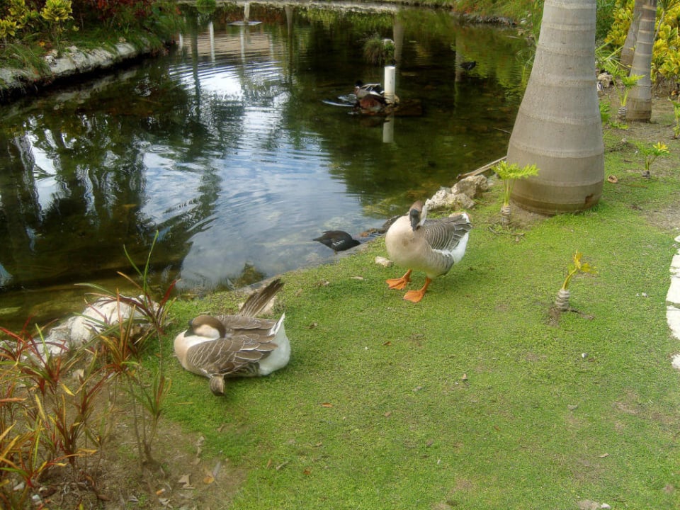 Gartenanlage Catalonia Punta Cana - All Inclusive