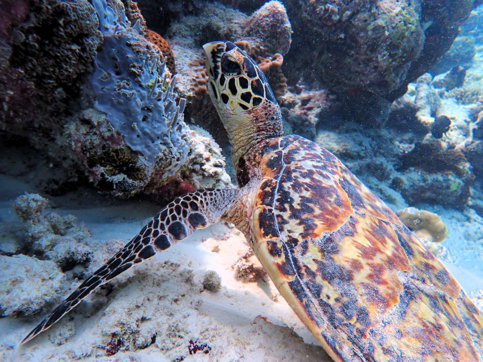 Sport & Freizeit Filitheyo Island Resort