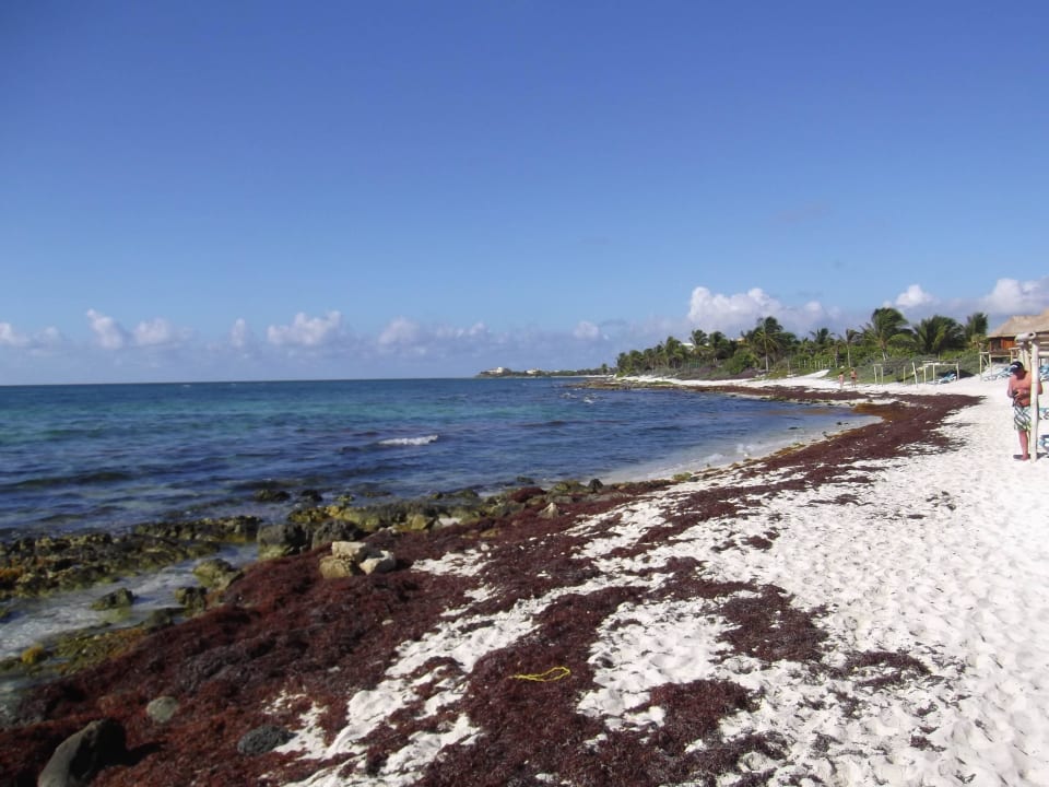 Steiniger Einstieg ins Meer mit viel Seegras Akumal Bay Beach & Wellness Resort