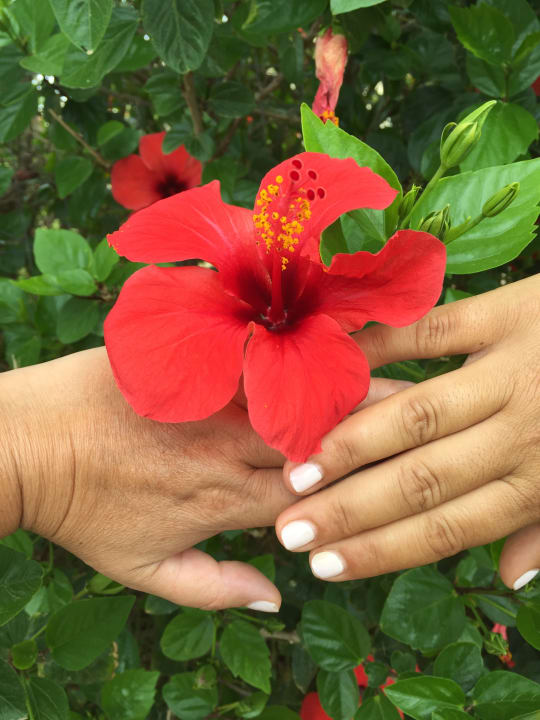 Gartenanlage allsun Hotel Carolina Mare