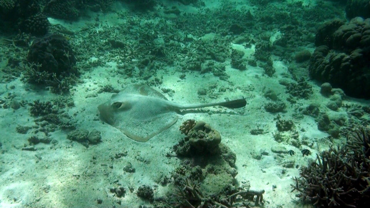 Riff Thulhagiri Island Resort
