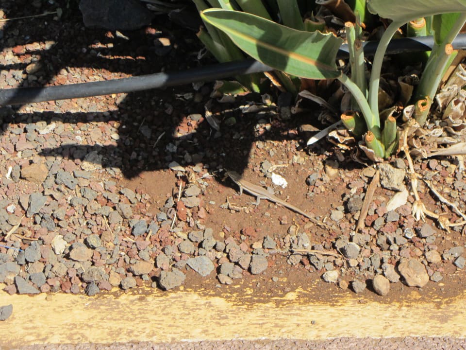 Blick Coral La Quinta Park Suites