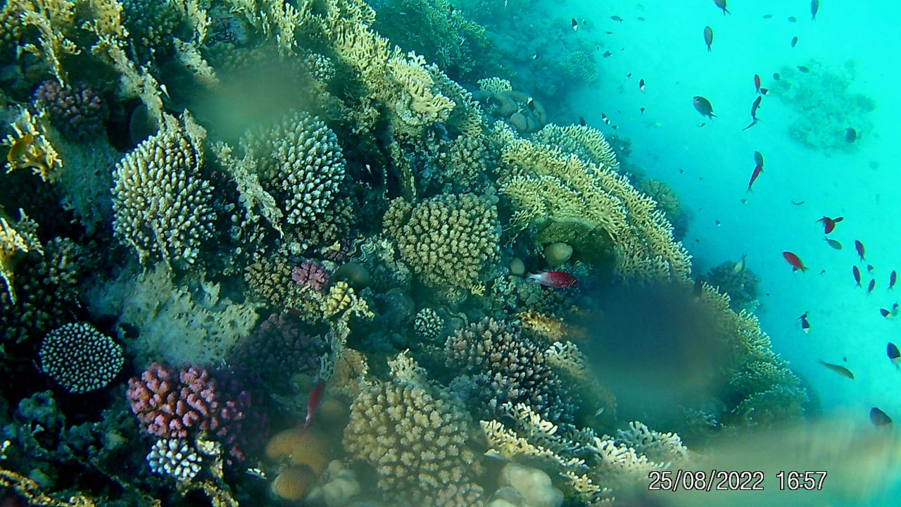 Strand Malikia Resort Abu Dabbab