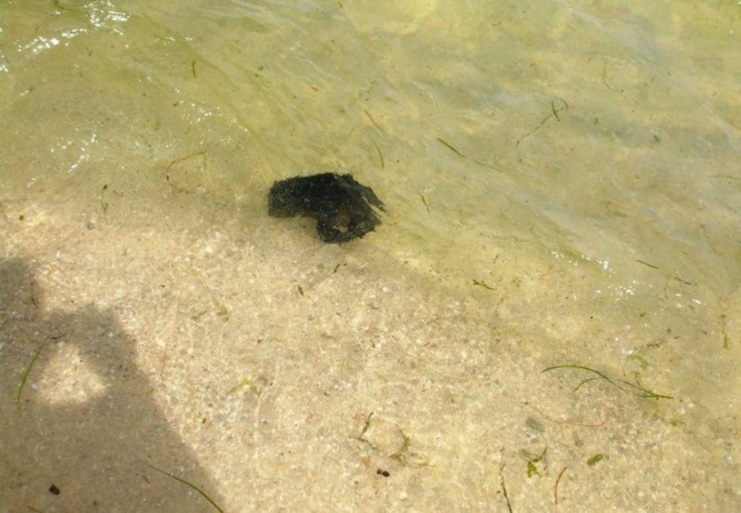 Müll im Meer Hotel El Mouradi Skanes Beach