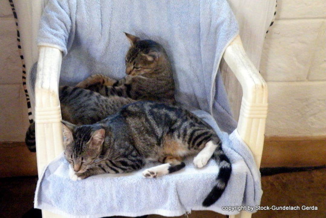 Zwei der Hauskatzen lieben es zu kuscheln African Dream Cottages