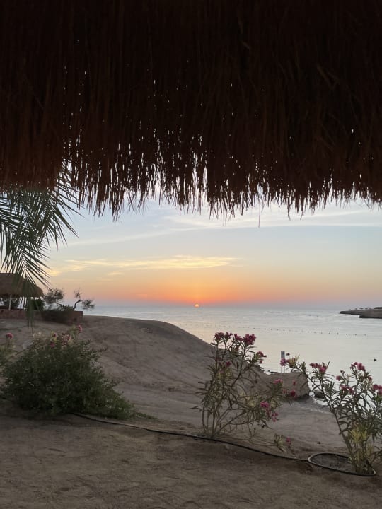 Gartenanlage Steigenberger Coraya Beach - Adults only