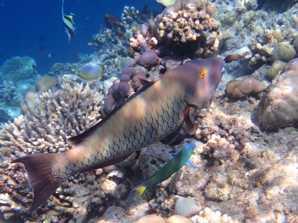 Sport & Freizeit Filitheyo Island Resort