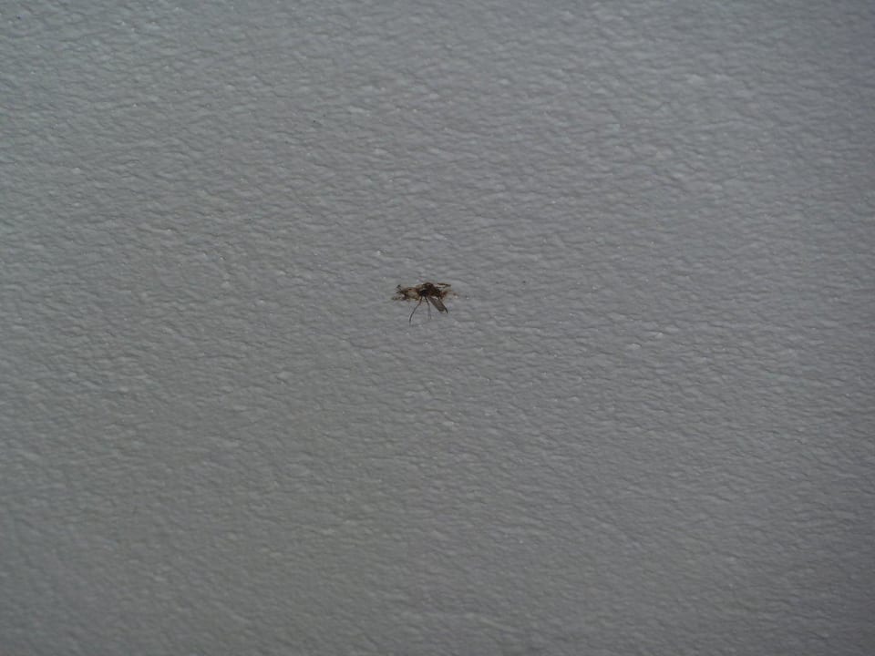 Tote Mücke unter der Decke Hotel Carolinensiel Doan