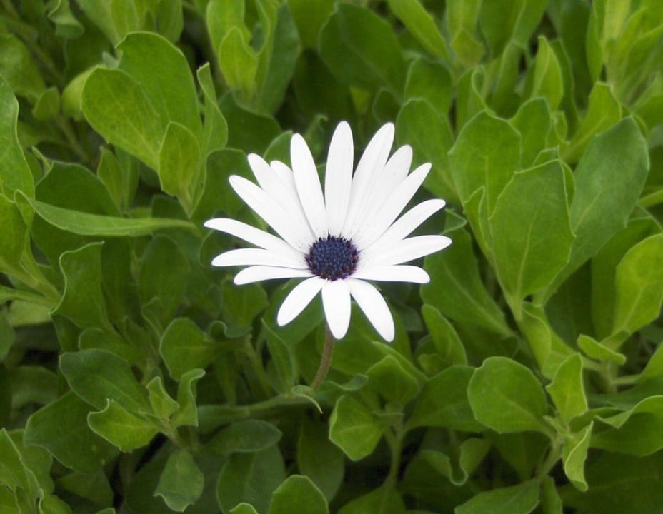 Blume 1 Porto Bello Beach