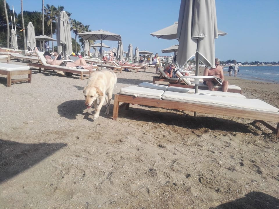 Strand Acanthus Cennet Barut Collection