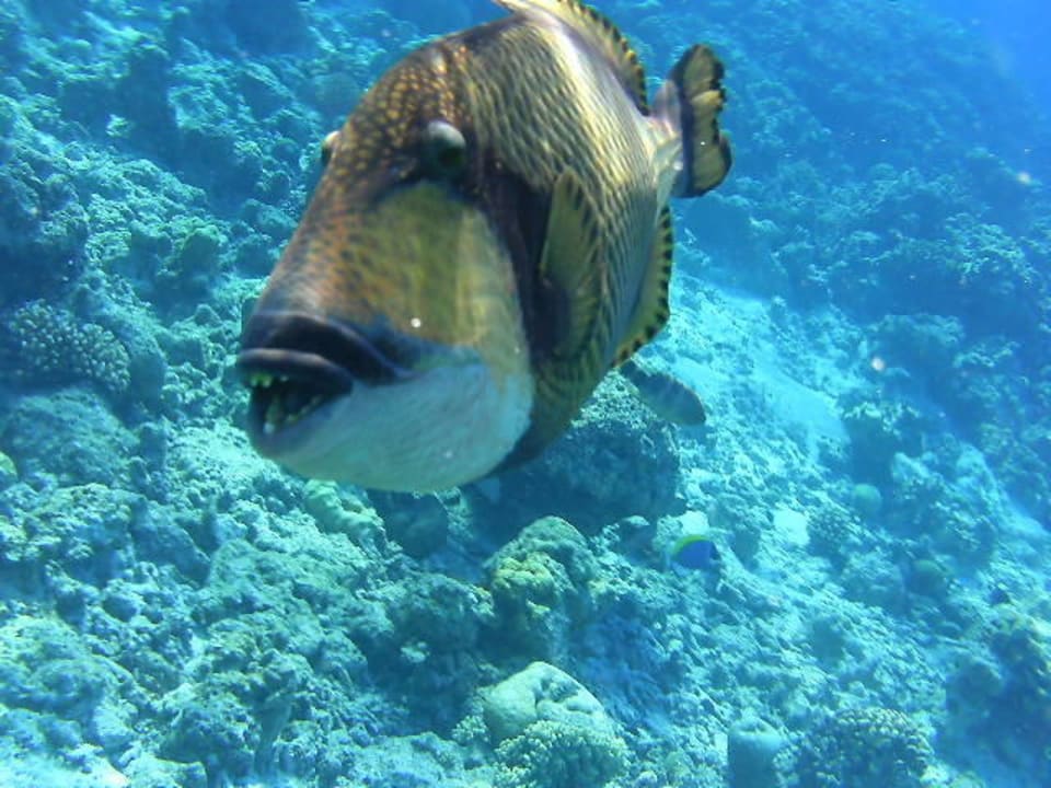 Schnorcheln am Hausriff NH Collection Maldives Reethi Resort