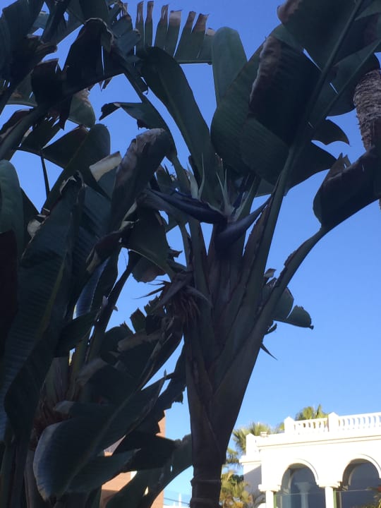 Gartenanlage Adrián Hoteles Colón Guanahaní - Adults only