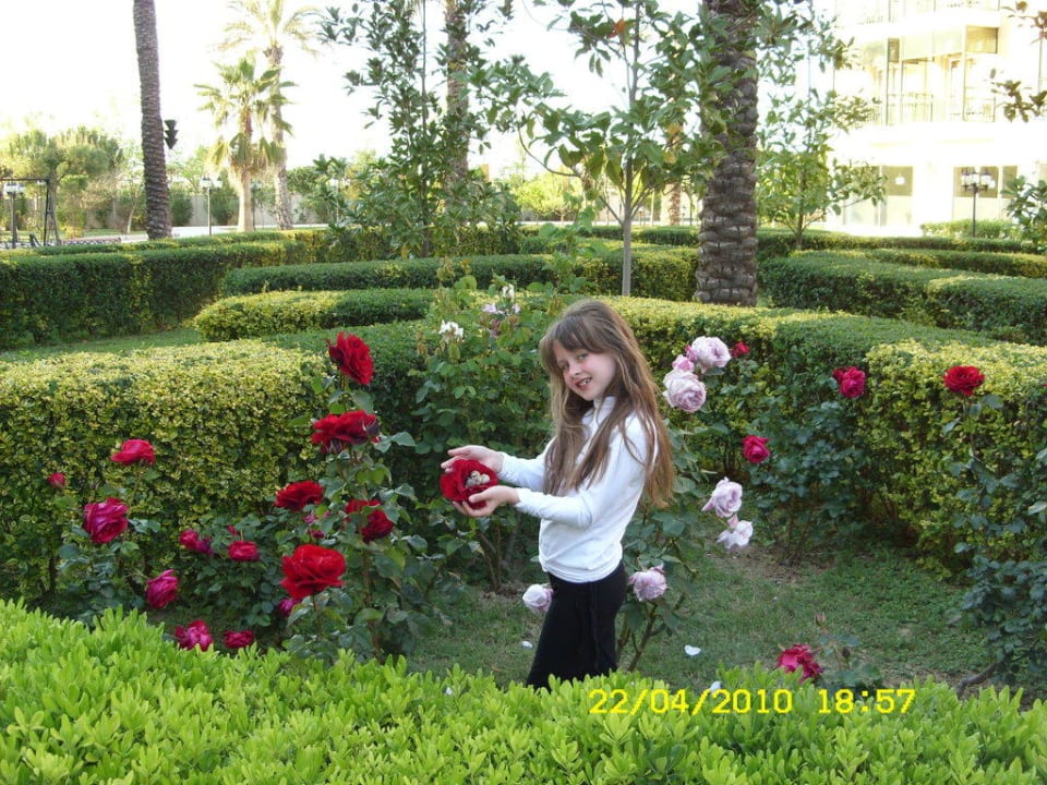 Живые розы. Crystal Paraiso Aqua Collection