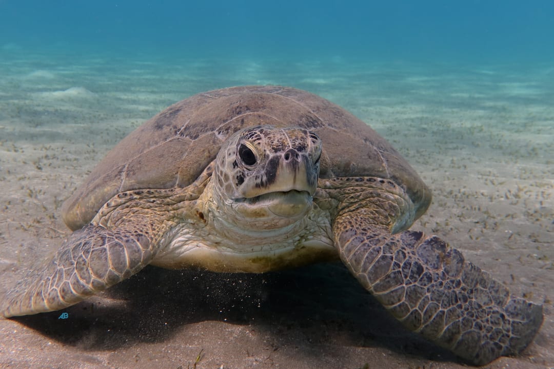 Sport & Freizeit Shams Alam Beach Resort