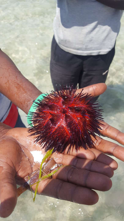 Sonstiges Neptune Village Beach Resort & Spa