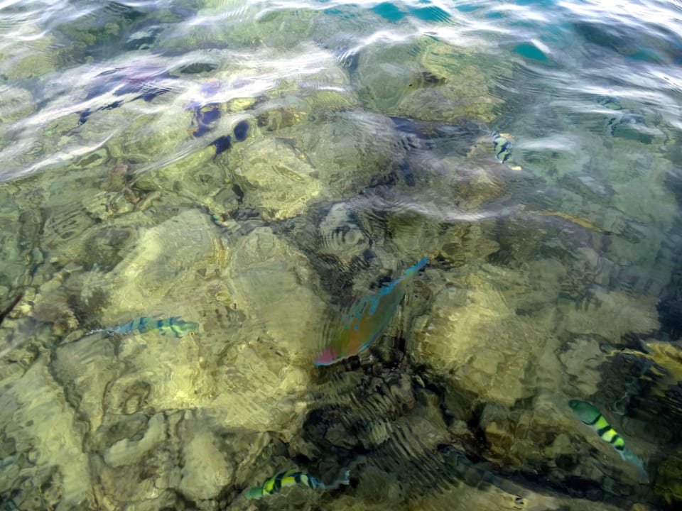 Fische Royal Lagune Pickalbatros Citadel Resort