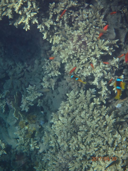 Strand Shams Alam Beach Resort