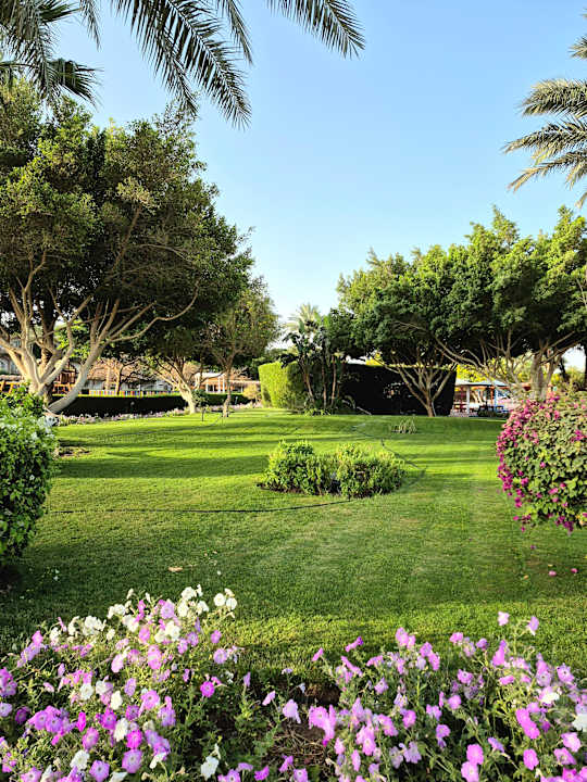 Gartenanlage Desert Rose