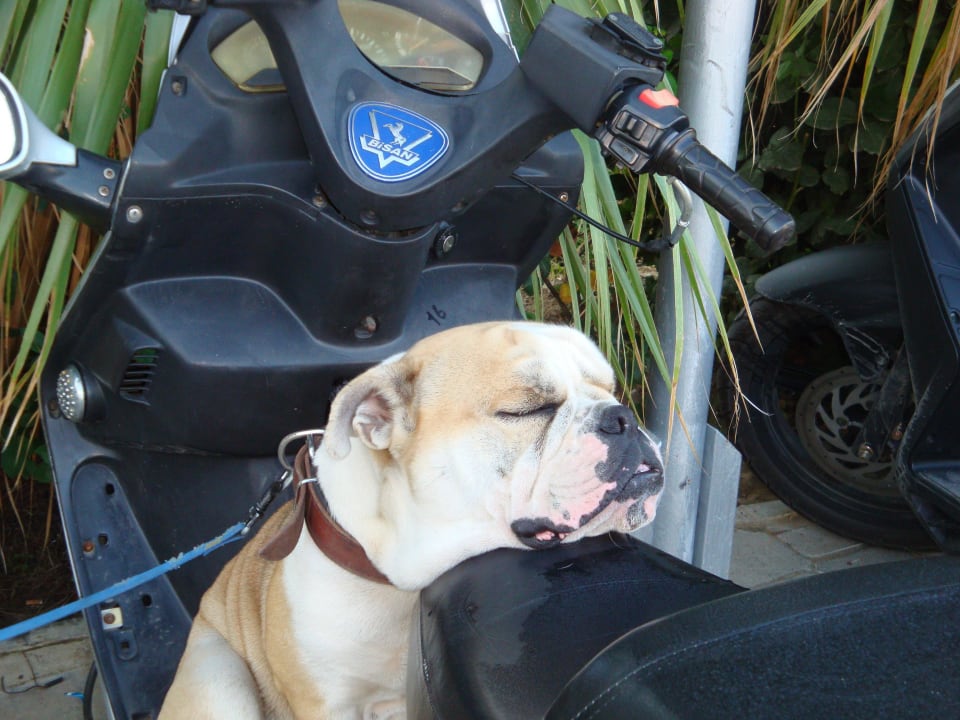 Wach - (nein) Hund Eingang Hotel Orfeus Park