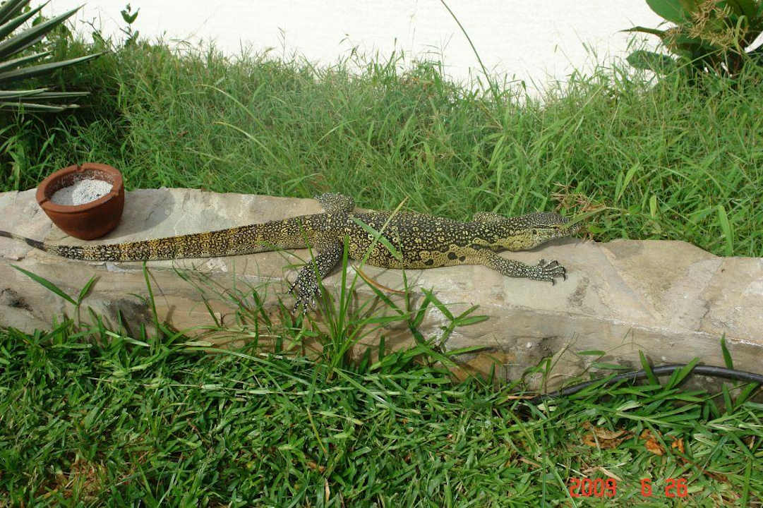 Jaszczurka Baobab Beach Resort & Spa