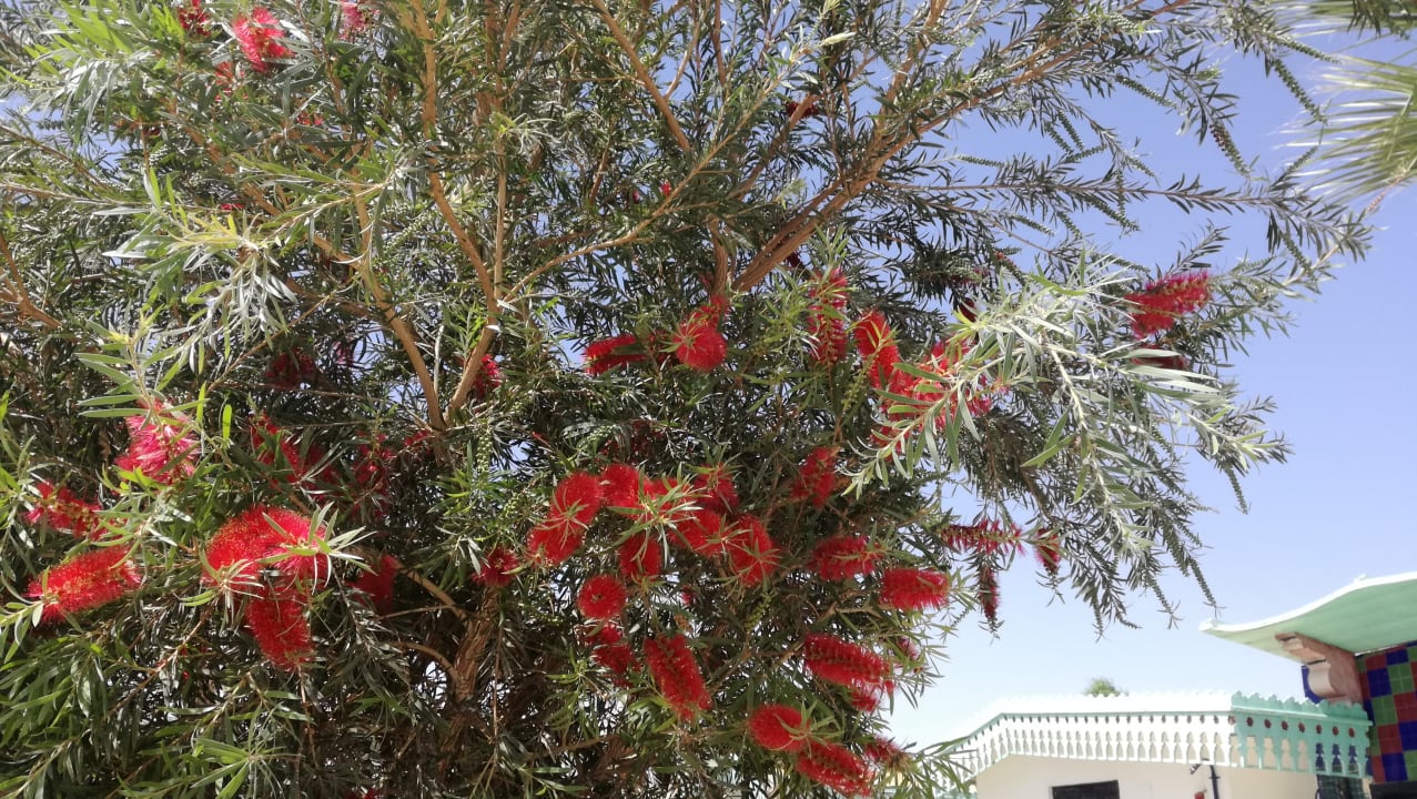 Exotisch Ghazala Beach