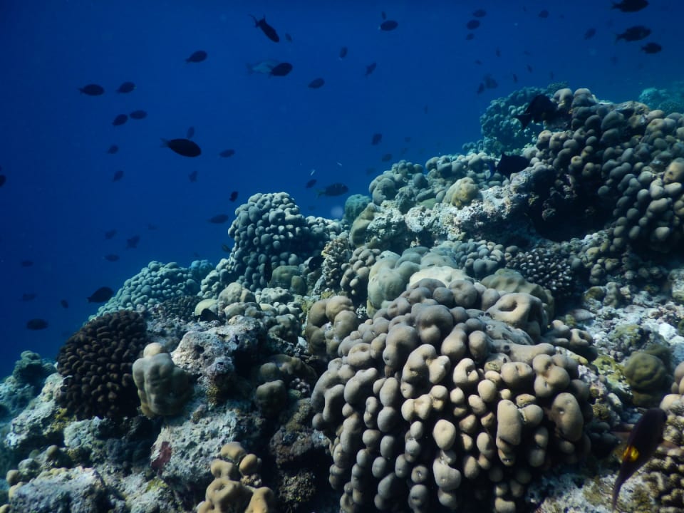 Sport & Freizeit NH Collection Maldives Reethi Resort