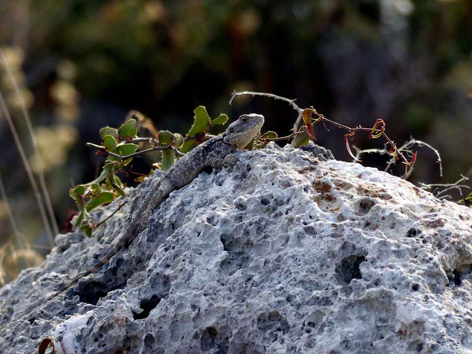 Ještěrka Rodos Blue Resort