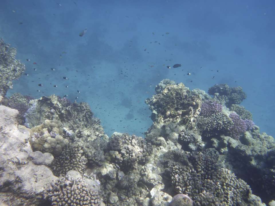 Sonstiges Sentido Reef Oasis Suakin