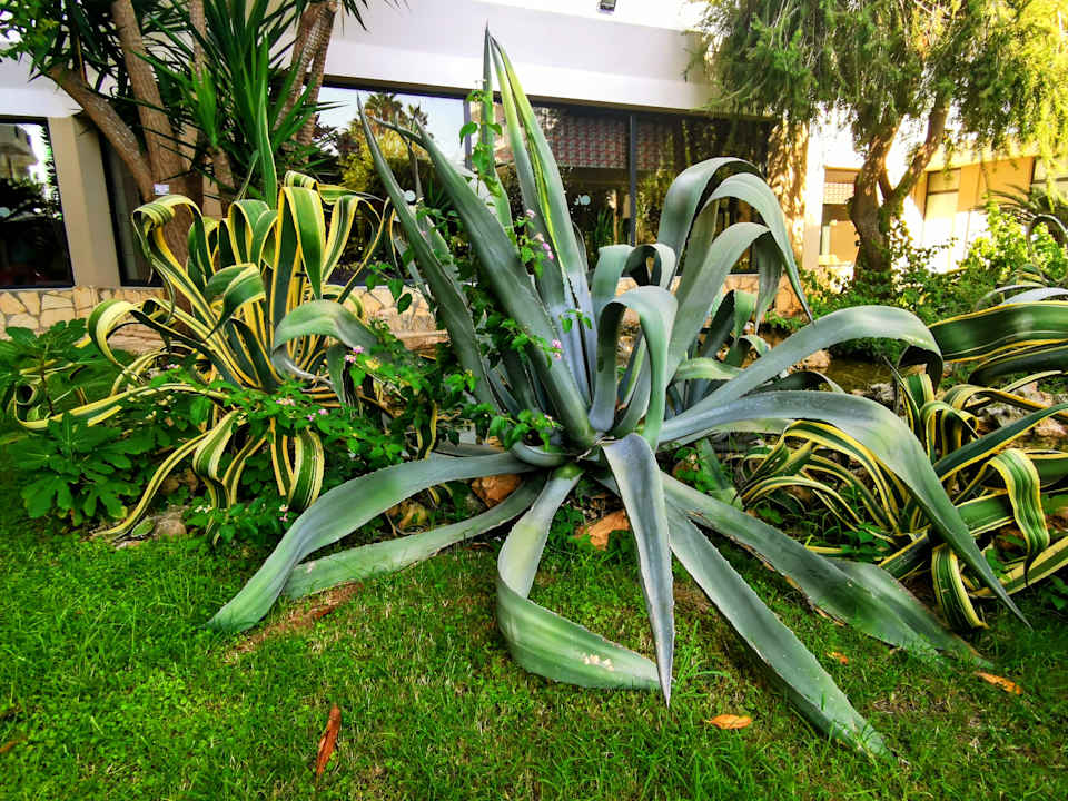 Gartenanlage Hotel Meryan