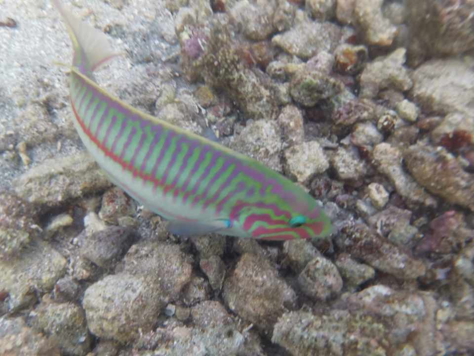 Strand Pickalbatros Citadel Resort