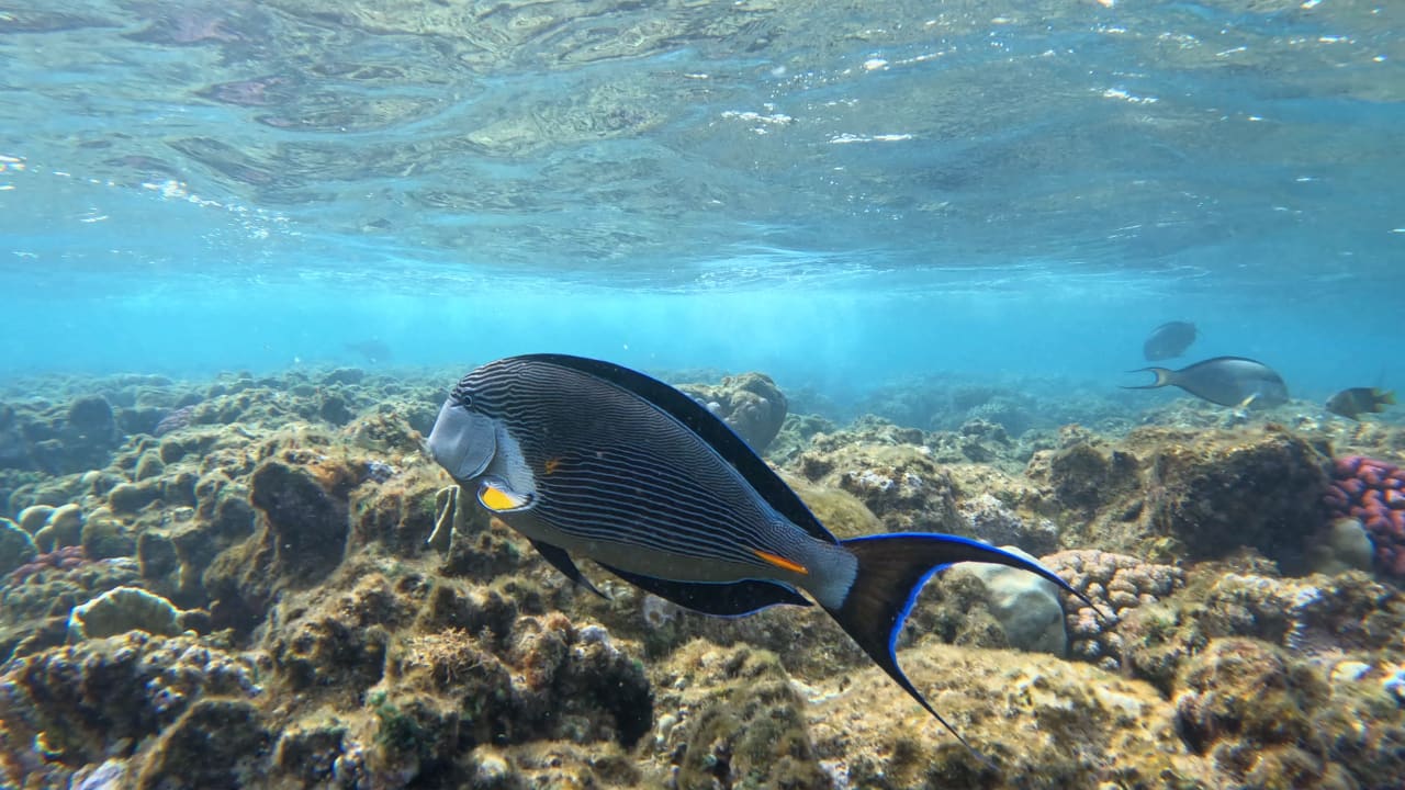 Sport & Freizeit Steigenberger Coraya Beach - Adults only