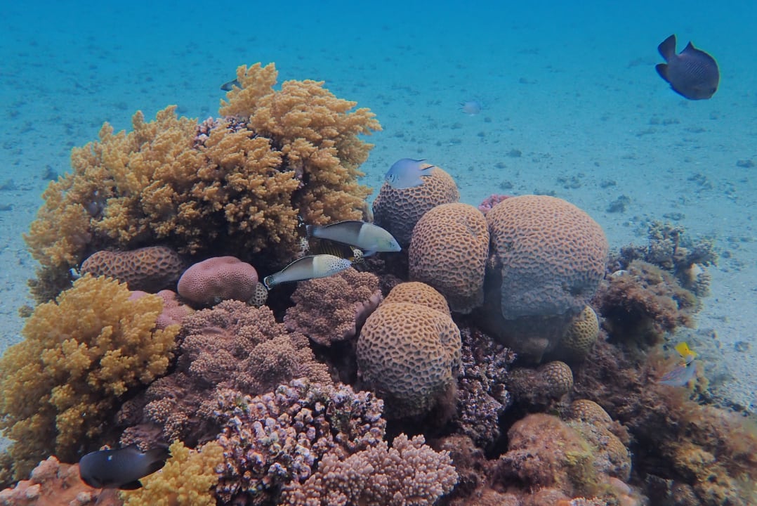 Strand Pickalbatros Citadel Resort