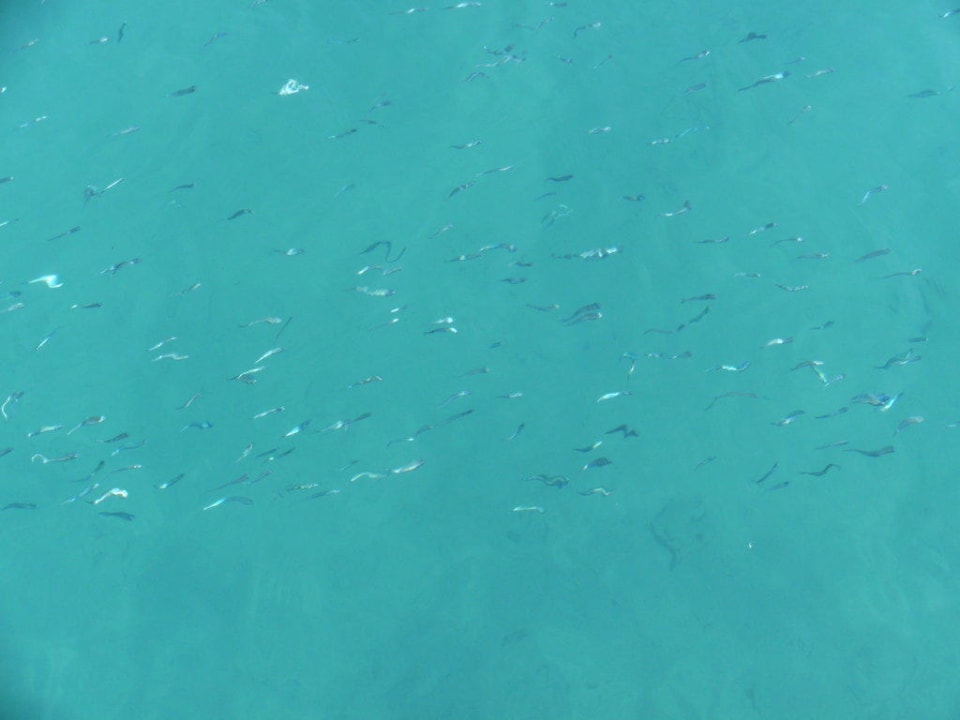 Fischschwarm am Strand Giftun Azur Resort