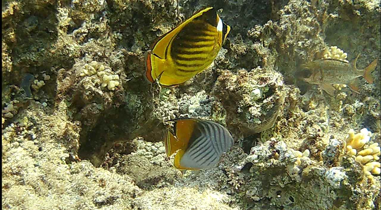 Sport & Freizeit Steigenberger Resort Alaya Marsa Alam - Red Sea - Adults only