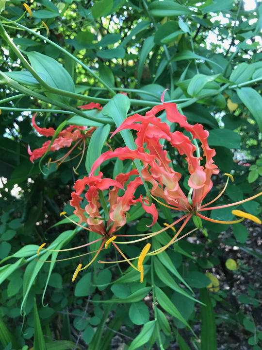 Gartenanlage NH Collection Maldives Reethi Resort