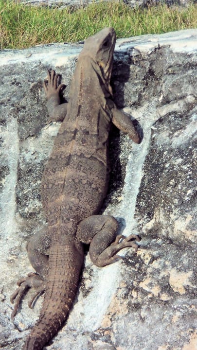 Leguan in der Gartenanlage Sandos Playacar Select Club Adults only - All Inclusive