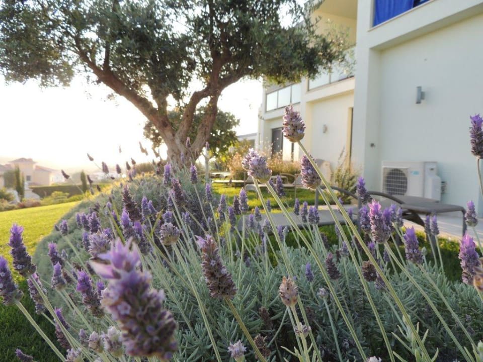 Lavendel vor den Terrassen der Ocean Villas Martinhal Sagres Beach Family Resort Hotel