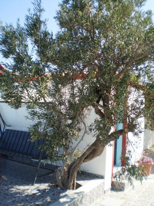 Pool Hotel Anaxos Hill Village