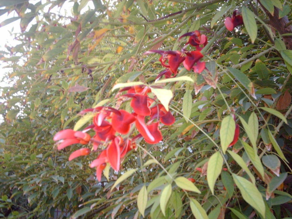 Tolle Pflanzenwelt VONRESORT Golden Beach