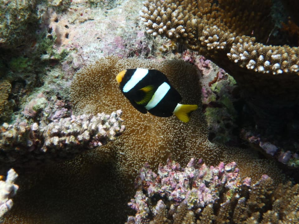 Unterwasserwelt - Anemonenfisch Angaga Island Resort