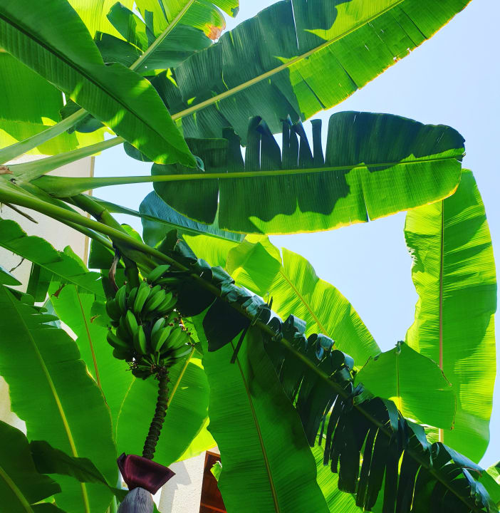 Gartenanlage Club Sidelya Hotel