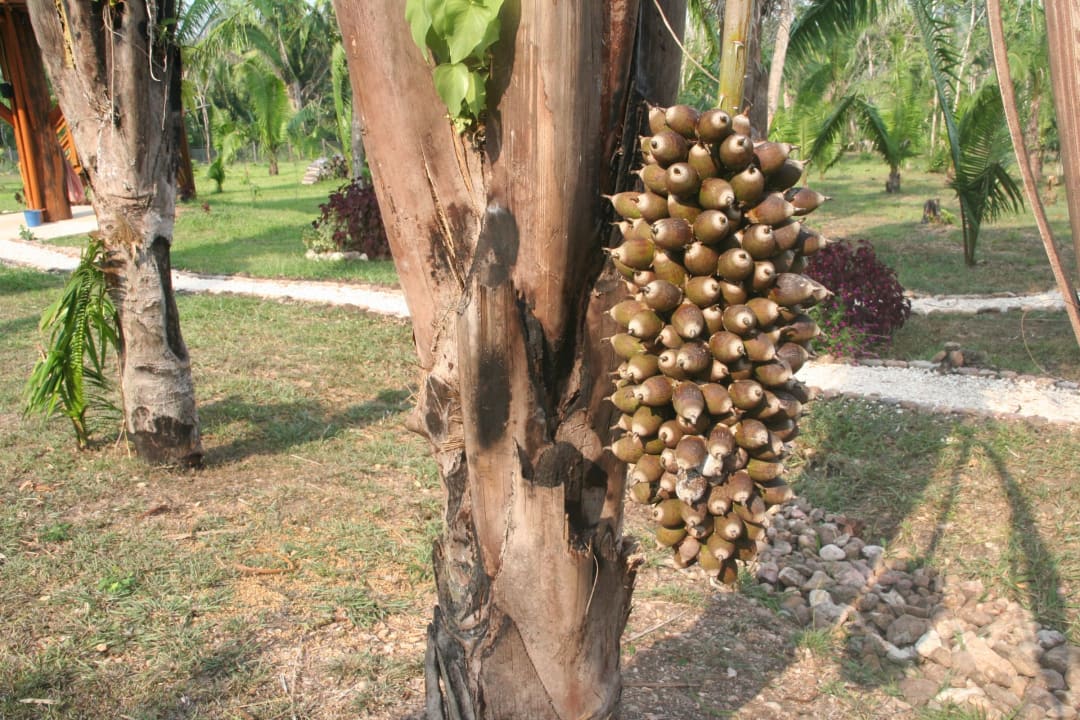 Gartenanlage The Green Valley Inn