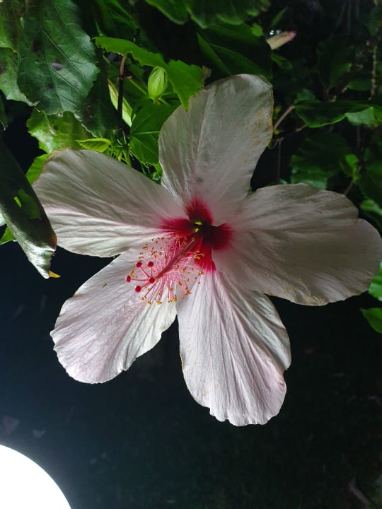 Gartenanlage HARPIN Georgioupolis Resort Aquapark & SPA