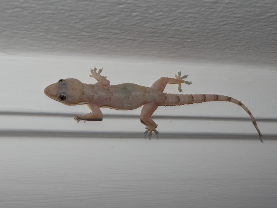 Kleiner Besuch im Zimmer (harmlos und Mücken fressend) Grand Palladium Select Bávaro Resort & Spa