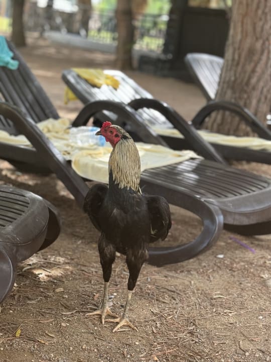 Pool Seaden Sea World Resort & Spa