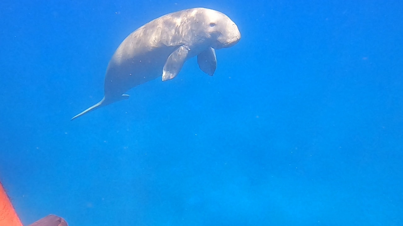 Sport & Freizeit Malikia Resort Abu Dabbab