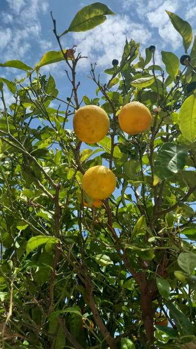 Gartenanlage R2 Lago Playa Park